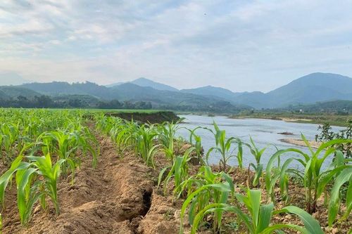 Lại lo sông 'nuốt' đất sản xuất