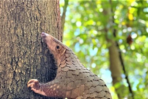 Quảng Nam: Cá thể tê tê sinh sản sau gần 6 tháng được cứu hộ