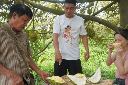 Vườn sầu riêng trĩu quả, thu hút tấp nập khách đến tham quan