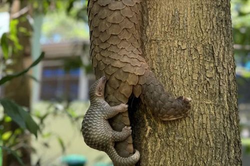 Cá thể tê tê Java ở Quảng Nam sinh sản sau gần 6 tháng được cứu hộ