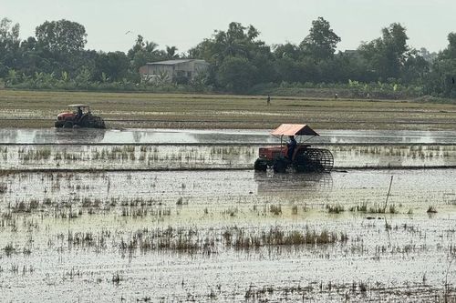 Khuyến cáo người dân gieo sạ giống lúa ngắn ngày, đảm bảo thu hoạch trước khi lũ về