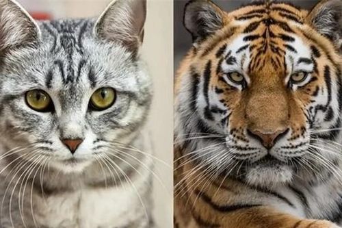 Điều gì sẽ xảy ra nếu một con hổ nhìn thấy con mèo?
