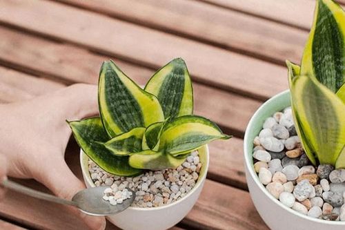 4 loại cây cảnh 'nịnh' thần tài và giảm nhiệt ngày nóng