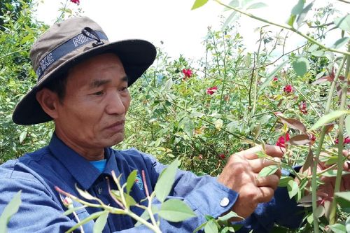 'Vua thảo dược' dưới chân núi Panan
