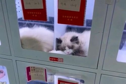 Máy bán thú cưng tự động gây tranh cãi ở Trung Quốc