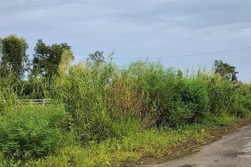 Công ty Công Minh thực hiện gói thầu cây xanh 12 tỷ đồng ở Bạc Liêu