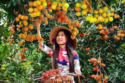 Đồng Nai: Khởi động Lễ hội trái cây tại Long Khánh