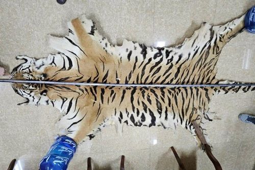 Khởi tố đối tượng buôn bán da hổ, móng gấu trái phép