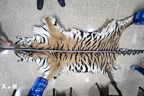 Quảng Ninh: Khởi tố đối tượng mua bán động vật hoang dã quý hiếm