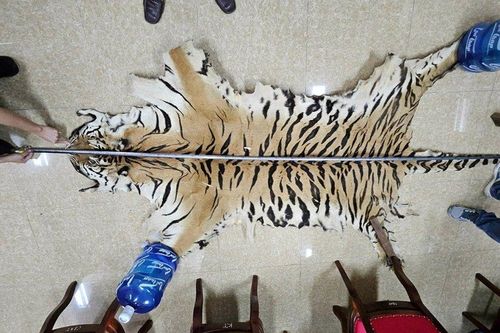 Quảng Ninh: Khởi tố đối tượng buôn bán da hổ, móng gấu trái phép