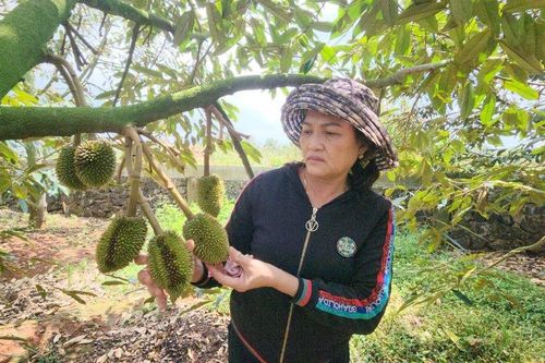 Đắk Lắk: Nỗ lực bảo vệ những vườn cây 'tiền tỷ'