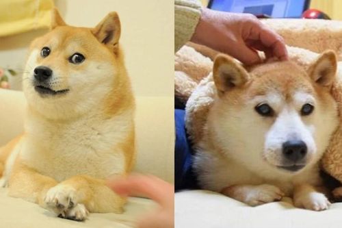 Chú chó Kabosu nổi tiếng nhất mạng xã hội qua đời