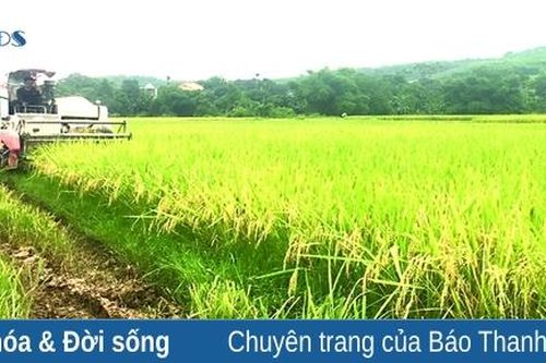 Mùa thu hoạch lúa vụ Chiêm Xuân