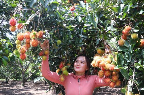Lễ hội Trái cây Long Khánh 2024 sẽ có hiệp hội du lịch các tỉnh miền Đông và Tây Nguyên tham dự