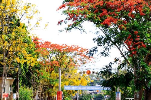 Mát mắt với sắc muồng hoàng yến ở Di Linh