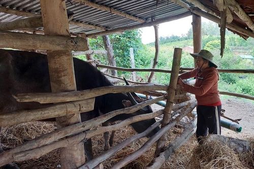 Mang Yang thêm một xã có gia súc mắc bệnh lở mồm long móng