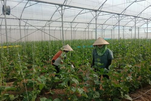 Bắc Giang phát triển nông nghiệp gắn với thế mạnh đặc trưng