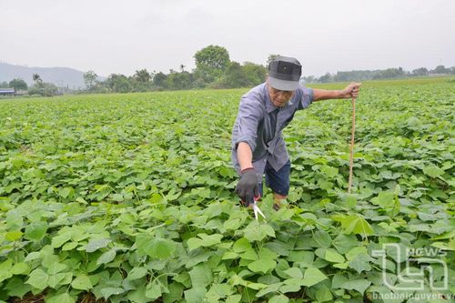 Ký Phú phát triển mạnh cây rau màu