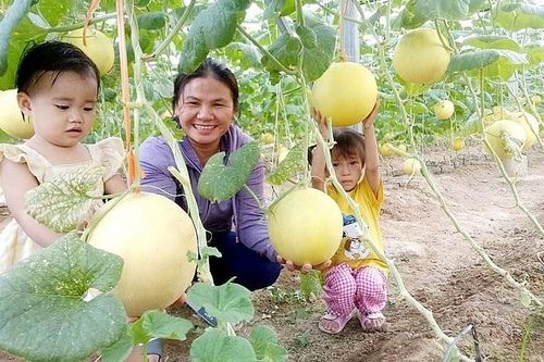 Hà Tĩnh: Khuyến khích phát triển nông nghiệp gắn với xây dựng tỉnh đạt chuẩn nông thôn mới