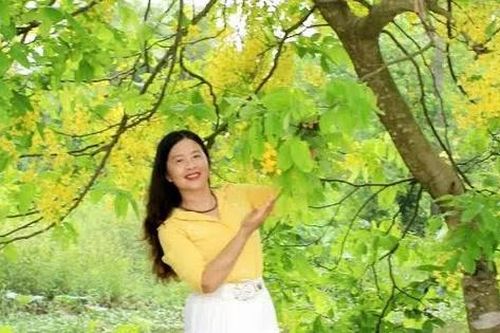 Vàng rực sắc Muồng Hoàng Yến