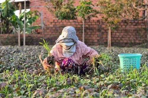 HTX sản xuất hữu cơ trước bài toán nhu cầu thị trường ngày một lớn