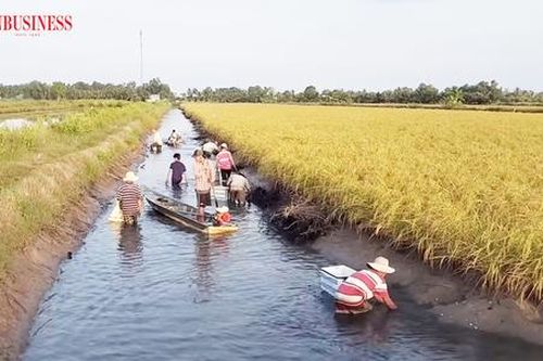 Đua làm giàu từ 'cuộc cách mạng xanh' lúa tôm hữu cơ ở Cà Mau