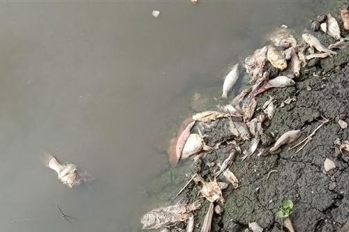 Cá chết bất thường sông Vàm Cỏ Đông gây thiệt hại cho người dân gần 1,2 tỷ đồng