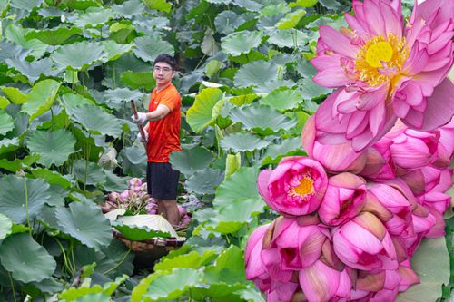 Người trồng sen hồ Tây tất bật thu hoạch, hái bao nhiêu cũng không đủ bán