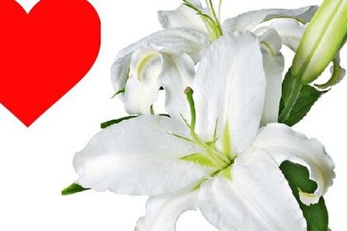 Tháng 4, tháng 5 hoa loa kèn nở rộ và bất ngờ ý nghĩa phong thủy của hoa loa kèn