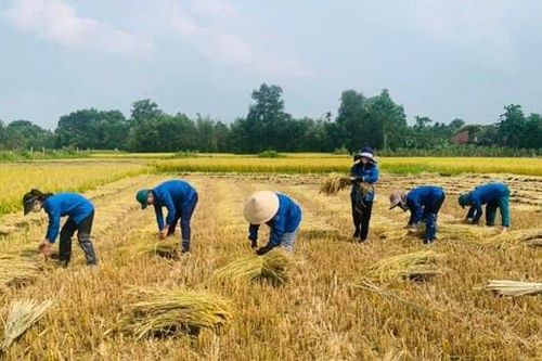 Thanh niên tình nguyện giúp dân thu hoạch lúa mùa