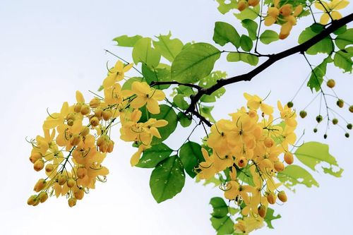 Muồng hoàng yến bung nở, phủ sắc vàng đường phố Hà Tĩnh