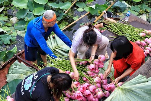 Sen Hồ Tây vào mùa đắt giá, cung không đủ cầu