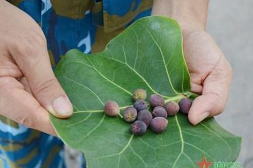 Đặc sản 'Nho biển Trường Sa'