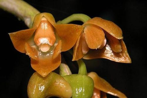 Loài lan mới phát hiện ở Việt Nam, thế giới chưa đâu có