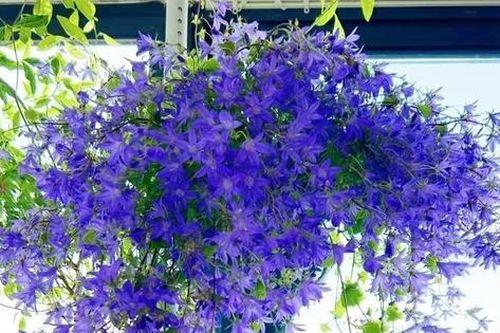 Cỏ dại 'lên đời' thành cây cảnh được ưu ái, đẹp động lòng người