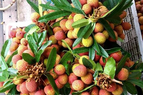 Trồng vải chín sớm, nông dân Hải Phòng bán giá cao gấp nhiều lần