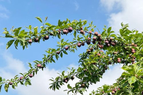 Mận chín sớm ngọt 'mềm môi' trên cao nguyên Bắc Hà