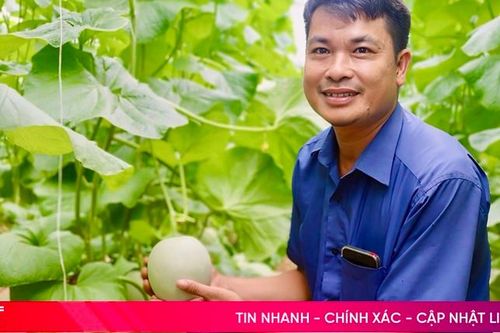 Mục sở thị mô hình trồng dưa lưới công nghệ cao ở Vũ Quang