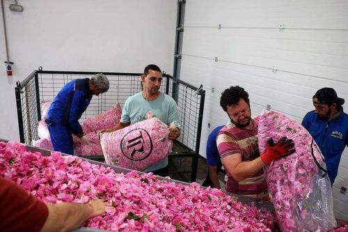 Bulgaria: Biến đổi khí hậu khiến vụ thu hoạch hoa hồng sớm gần 1 tháng
