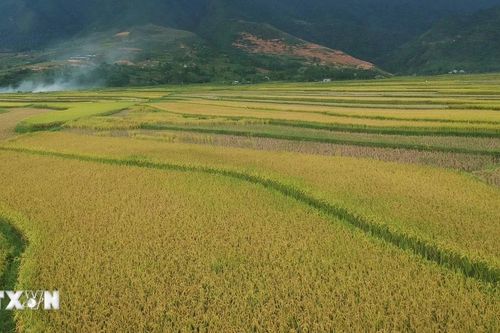 Cánh đồng vàng Mường Than vào mùa gặt
