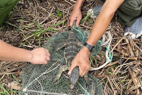 Bà Rịa-Vũng Tàu: Giải cứu cá thể Kỳ đà hoa thả về môi trường tự nhiên