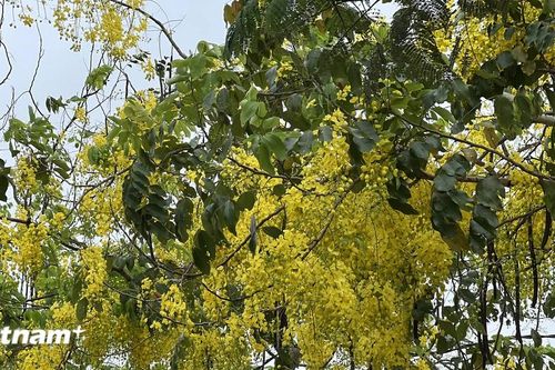 Sắc vàng rực rỡ, óng ả hoa muồng hoàng yến ven đường Hồ Tây