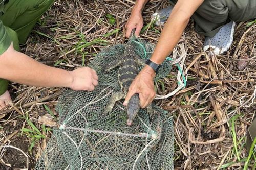 Giải cứu cá thể kỳ đà hoa quý hiếm bị mắc bẫy và thả về môi trường tự nhiên