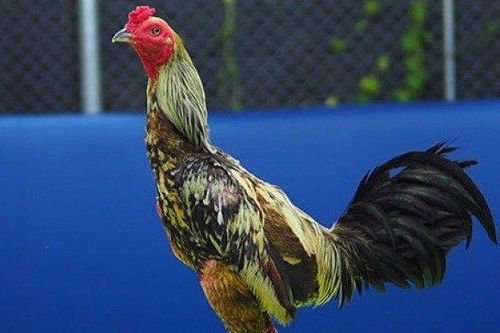 Con gà chọi được trả 700 triệu đồng, người đàn ông liền đồng ý bán