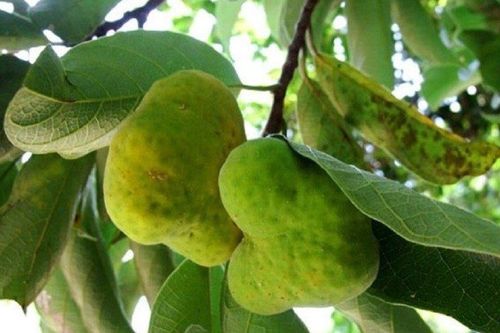 Loại quả xưa chín rụng bạt ngàn nay thành đặc sản giá 200.000 đồng/kg