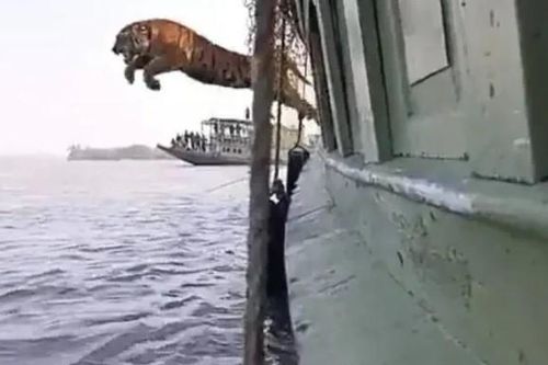Clip: Phấn khích vì được trả tự do, chú hổ Bengal 'phi thân' từ trên tàu xuống nước