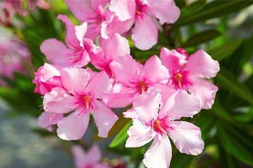 Nếu có trẻ nhỏ ở nhà, bạn không nên trồng những loại hoa này, đặc biệt là loài thứ nhất