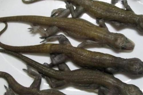 Đặc sản nhìn đã 'nổi da gà' được dân thành phố săn lùng, 1.4 triệu đồng/kg