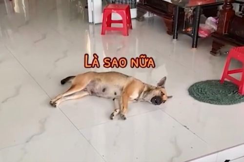Đến giao hàng cho khách, anh shipper tức tối khi bị chú chó xem thường
