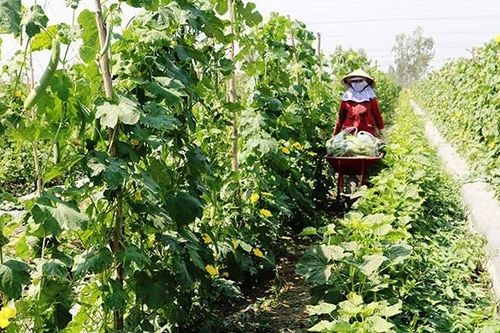 Cần Thơ: Nhiều nông dân mạnh dạn áp dụng mô hình luân canh lúa - rau màu